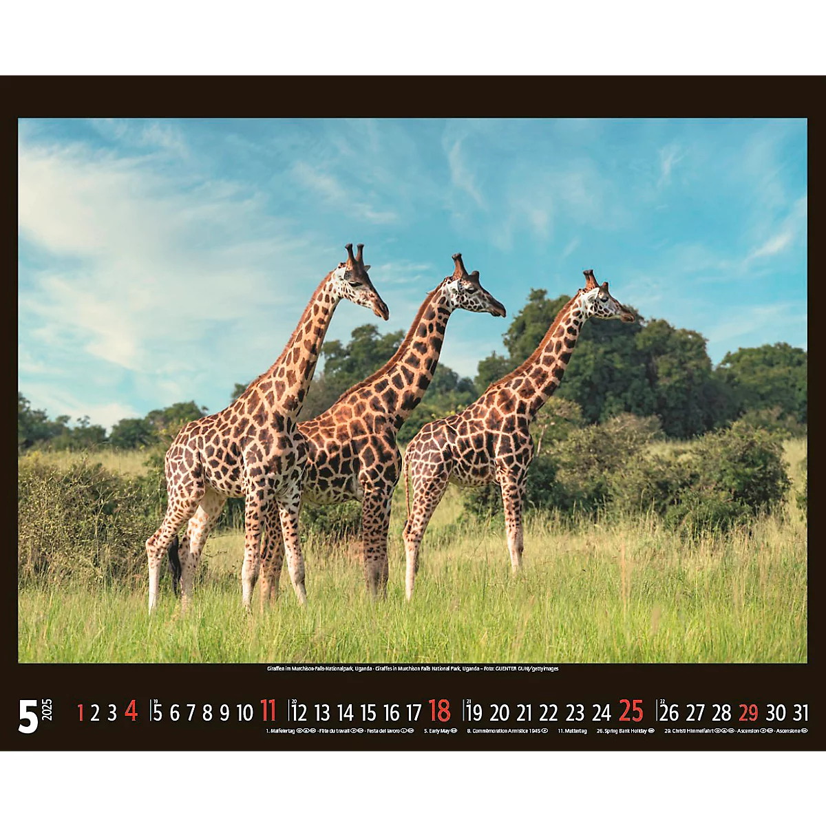 Korsch fotokalender 'Bedreigde wilde dieren 2025', B 440 x H 360 mm