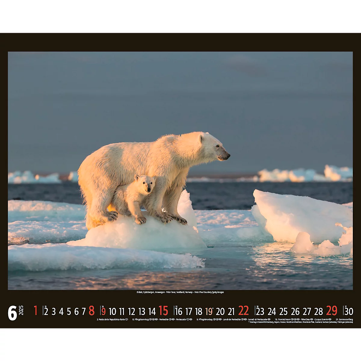 Korsch fotokalender 'Bedreigde wilde dieren 2025', B 440 x H 360 mm