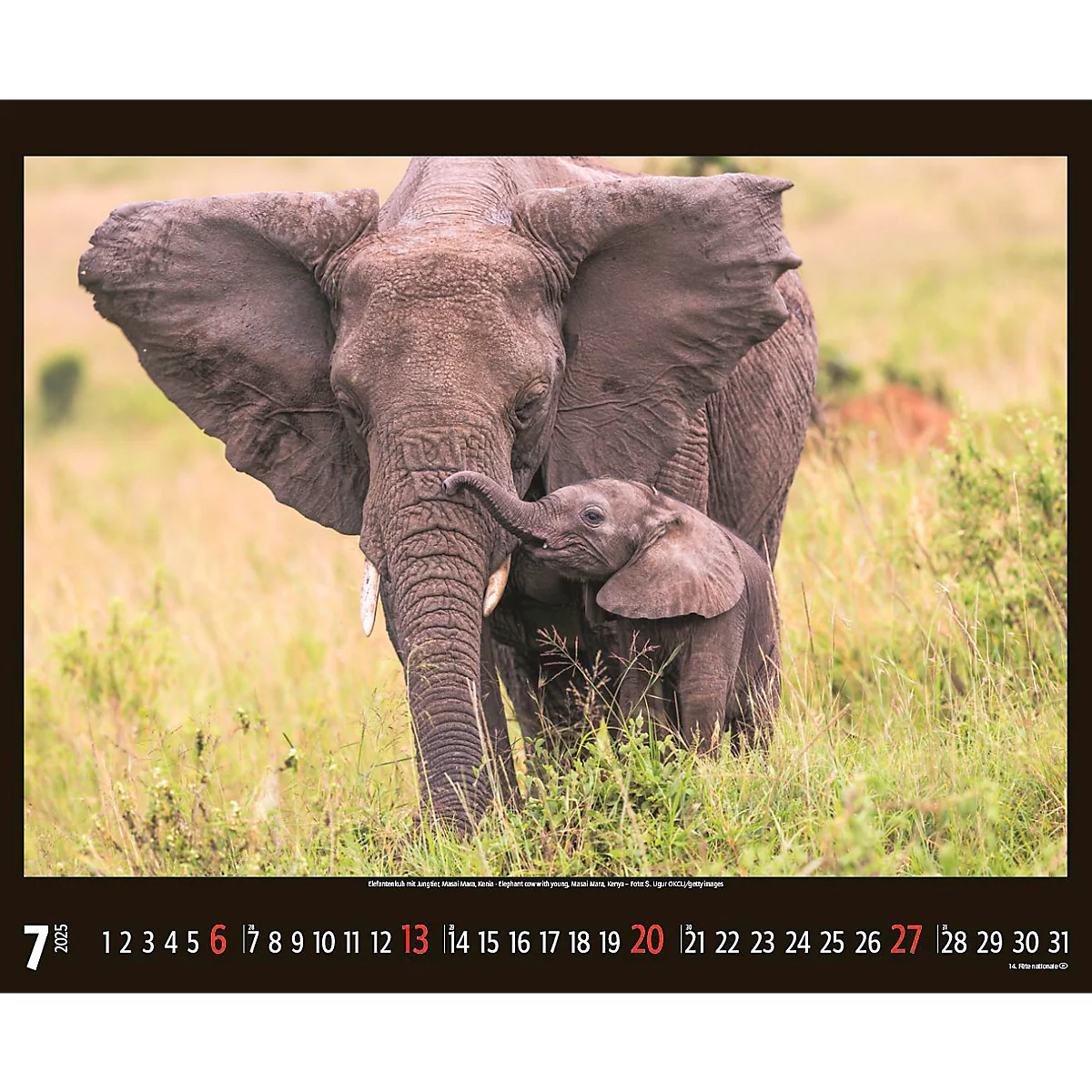 Korsch fotokalender 'Bedreigde wilde dieren 2025', B 440 x H 360 mm