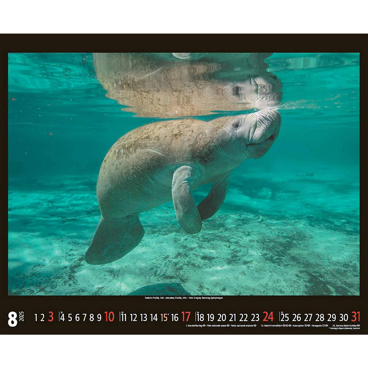 Korsch fotokalender 'Bedreigde wilde dieren 2025', B 440 x H 360 mm