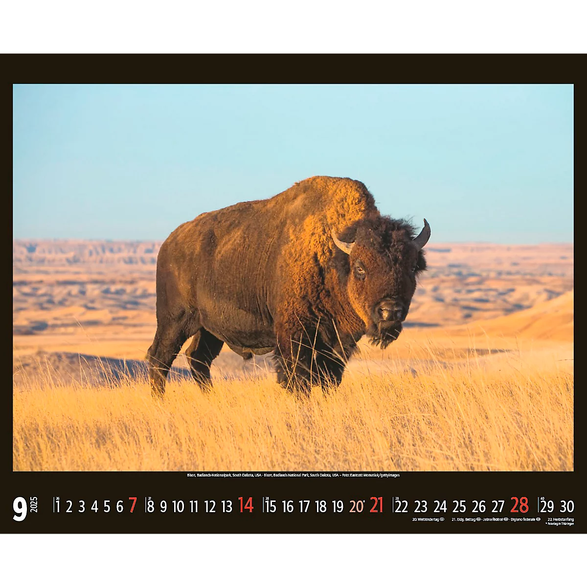 Korsch fotokalender 'Bedreigde wilde dieren 2025', B 440 x H 360 mm