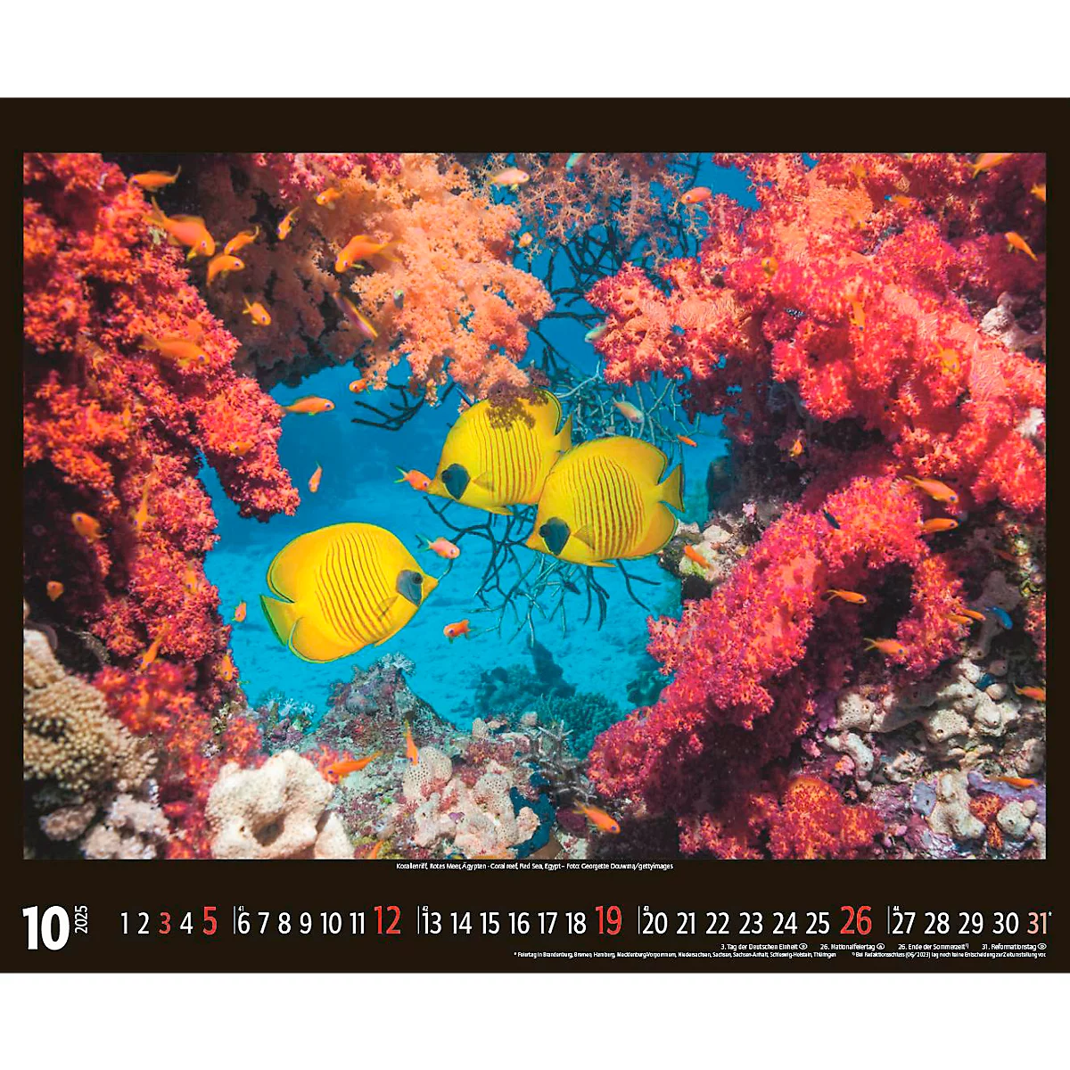 Korsch fotokalender 'Bedreigde wilde dieren 2025', B 440 x H 360 mm