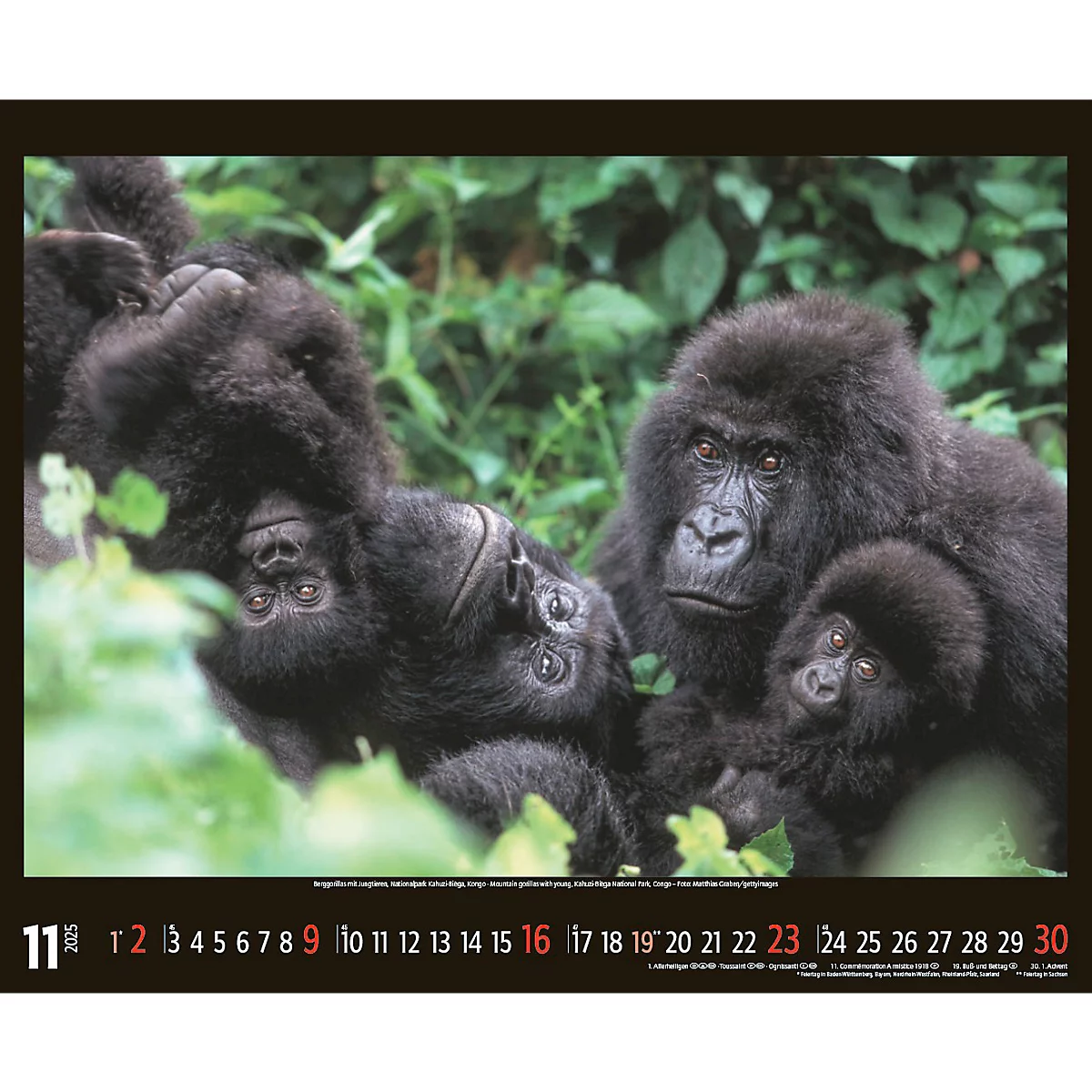 Korsch fotokalender 'Bedreigde wilde dieren 2025', B 440 x H 360 mm