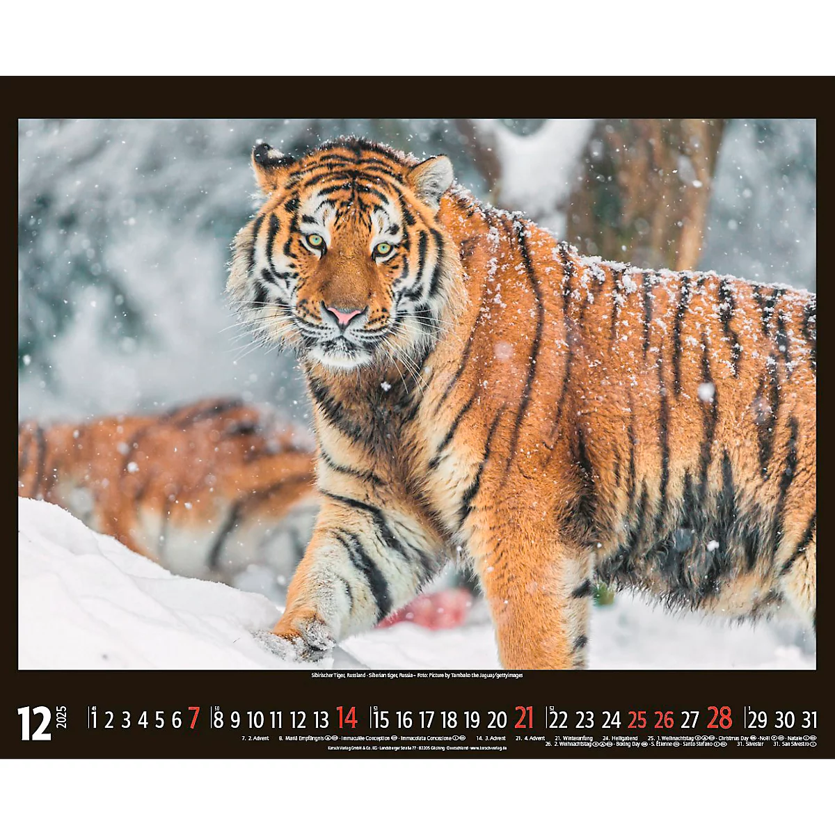Korsch Fotokalender 'Bedrohte Tierwelt 2025', B 440 x H 360 mm