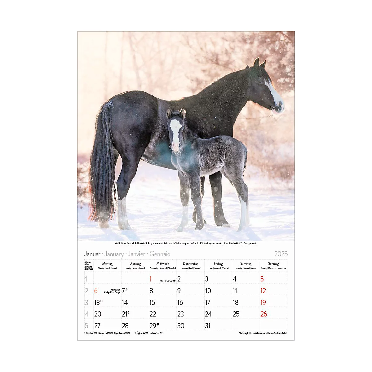 Korsch fotokalender 'Dierenkinderen 2025', B 235 x H 335 mm