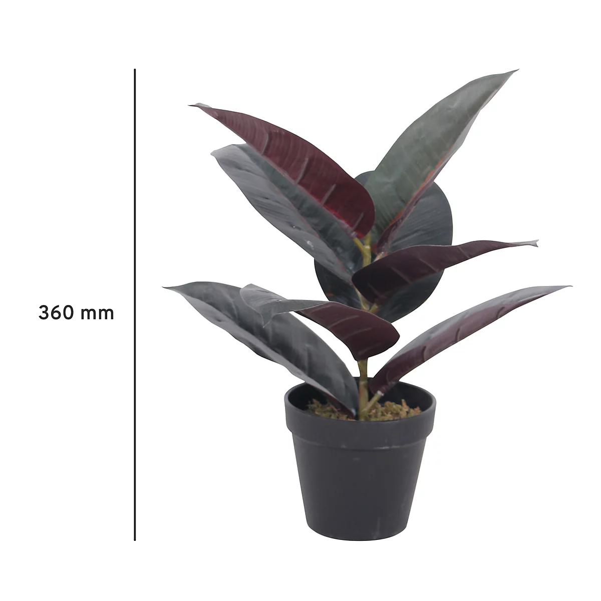 Topfplanze mit dunkelroten und grünen Blättern in einem schwarzen Topf. Auf der linken Seite befindet sich eine Messlinie.