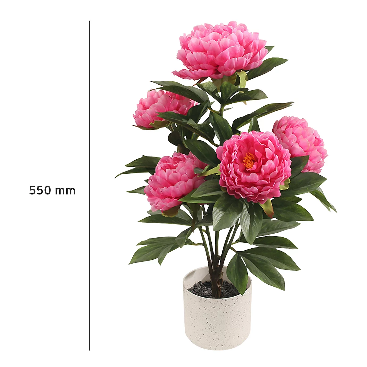 Topf mit Pfingstrosen: pinke Blüten, grüne Blätter, weißer Topf, 550 mm.