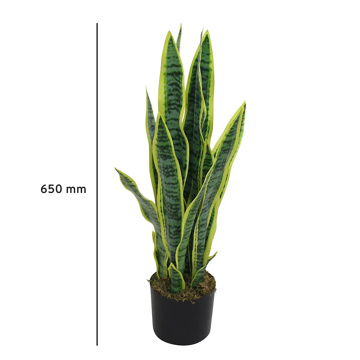 Sansevieria in een zwarte pot. De bladeren zijn groen met gele randen, 650 mm hoog.