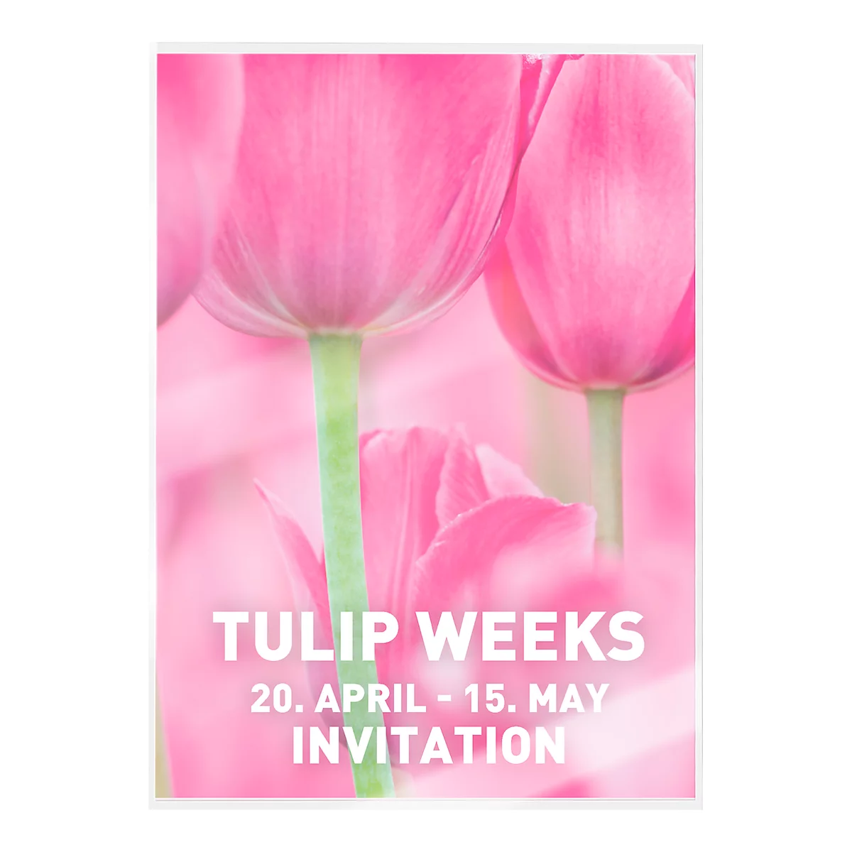 Close-up of pink tulips. The bottom of the image says in white letters: "Tulip Weeks, April 20 - May 15, Invitation."
