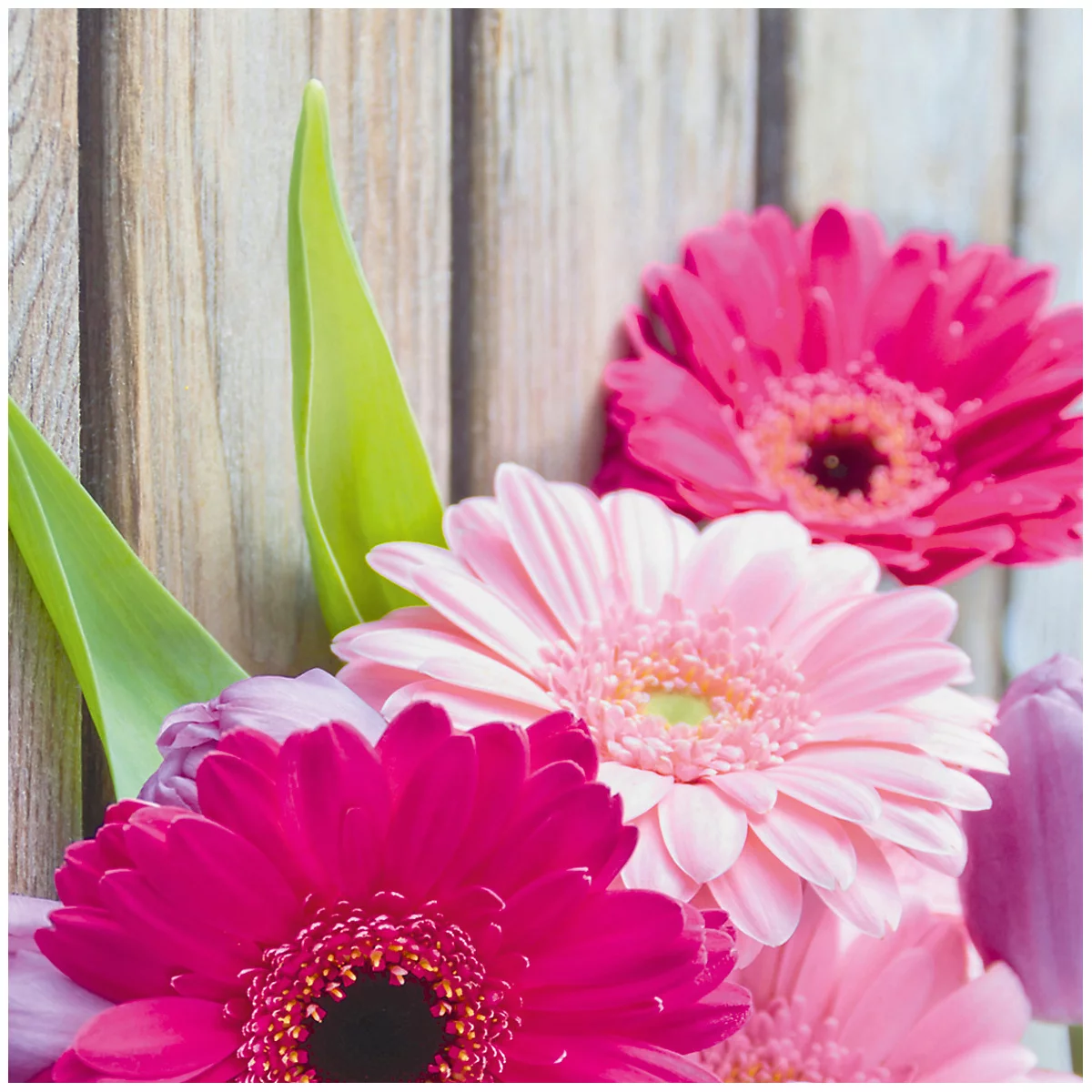 Close-up of pink and magenta gerbera flowers against wooden boards. The leaves are green.