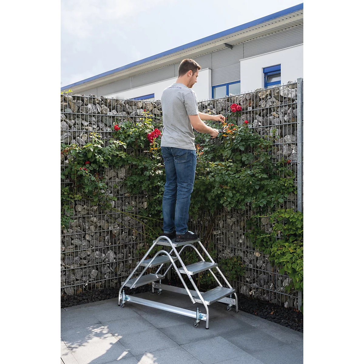 Man staat op een trap, rozen snijdend voor stenen schanskorven. Huis op de achtergrond.
