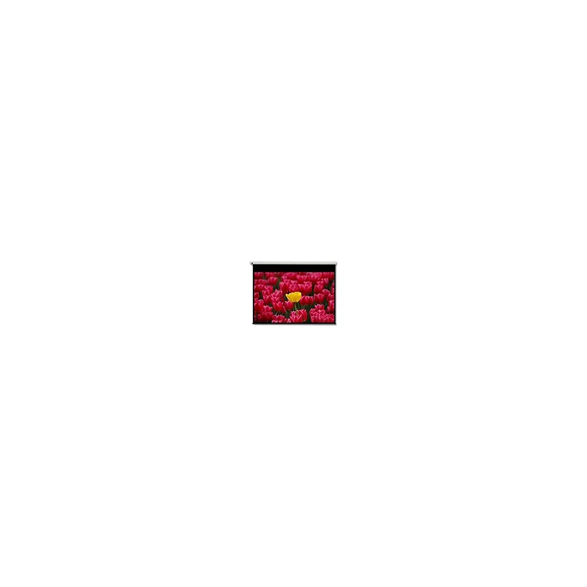 Projektionsleinwand zeigt Nahaufnahme von roten Tulpen mit einer gelben Blüte.