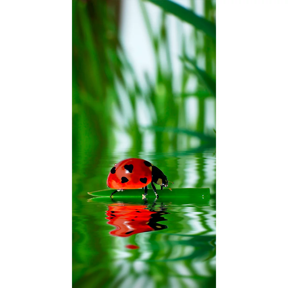 Panneau acoustique, coccinelle, 800 x 1600 mm