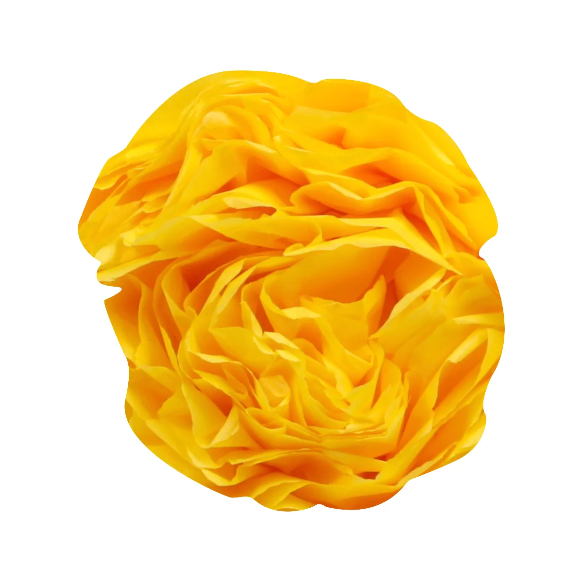 Gros plan sur une fleur de renoncule jaune vif, aux pétales s'entremêlant doucement.