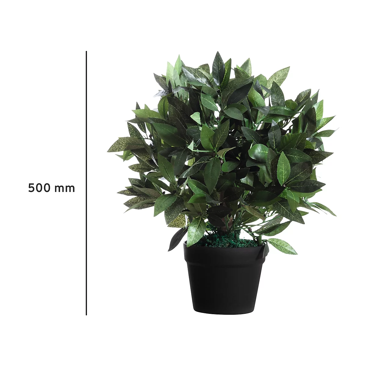 Planta en maceta con hojas verdes en maceta negra. El fondo es blanco, se ve una comparación de tamaño de 500 mm.