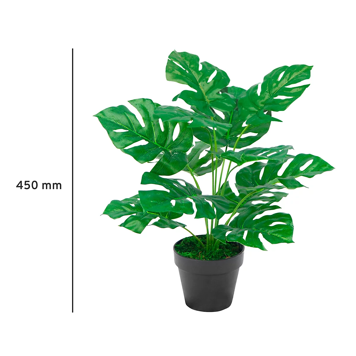 Une plante de monstera dans un pot noir. Sur le côté gauche, il y a une ligne de mesure avec l'indication 450 mm.