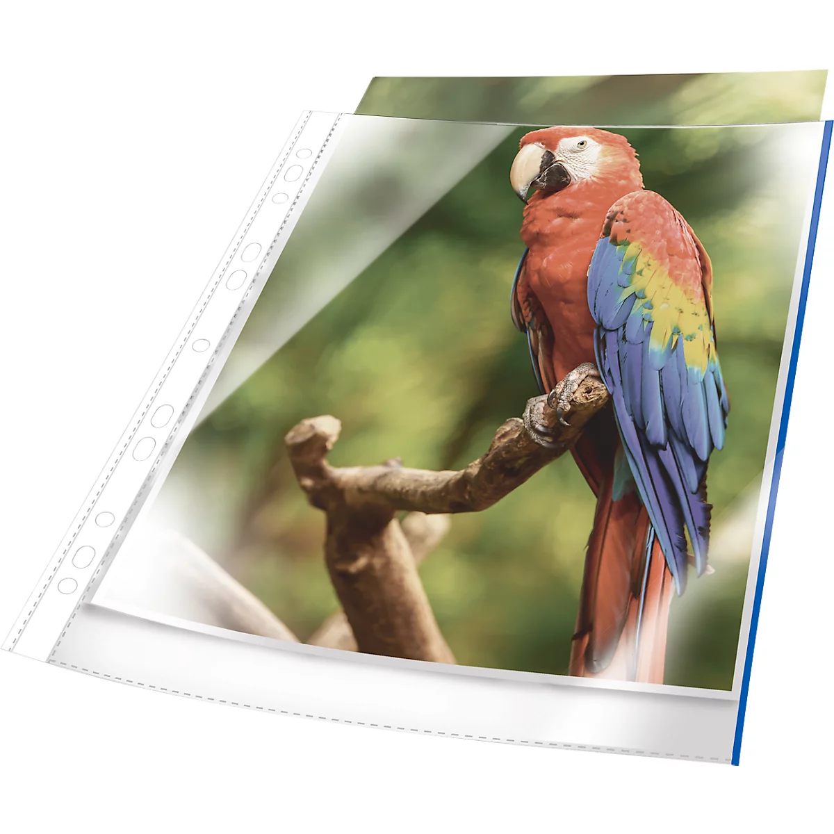 Pochettes perforées Durable - A4 - 80 microns - transparent avec bord bleu - 25 pièces