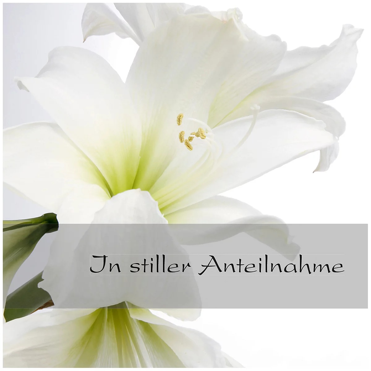 Rouwkaart Witte Amaryllis, 10 stuks