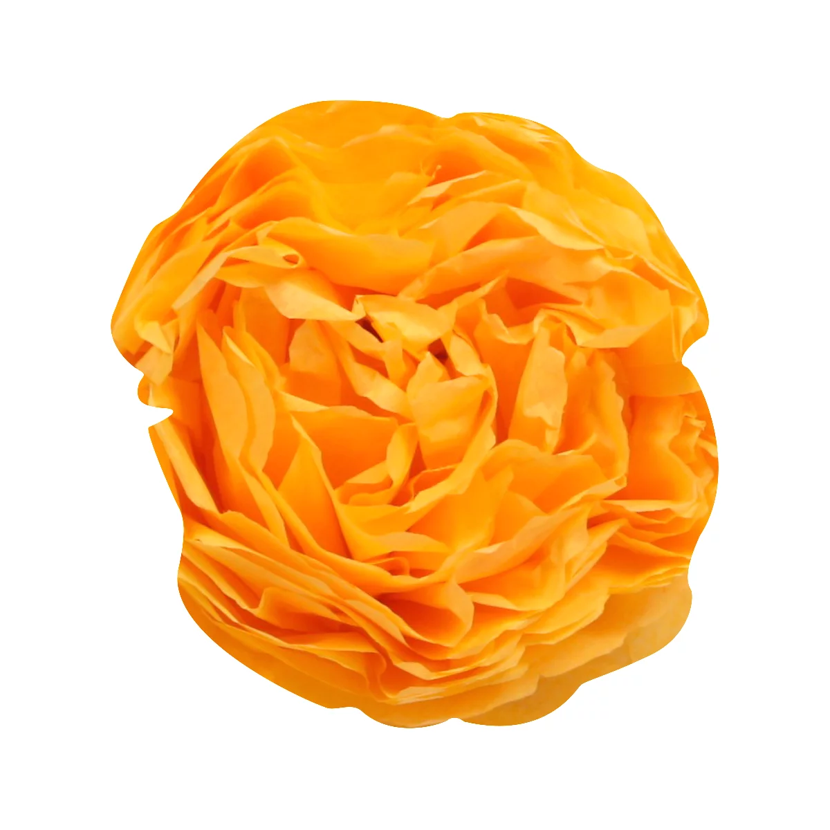 Nahaufnahme einer orangefarbenen Ranunkelblüte, die sich von weissem Hintergrund abhebt.